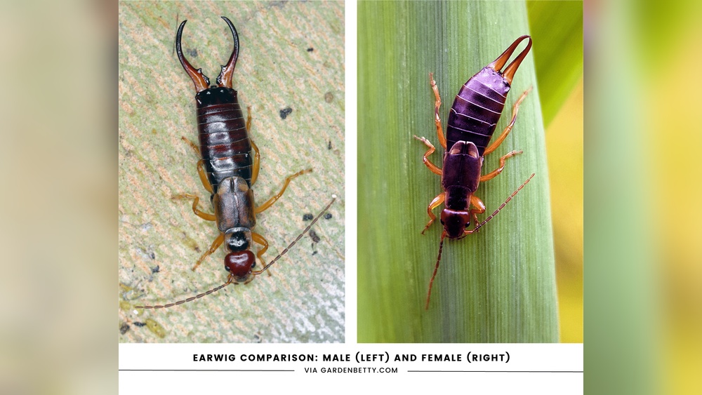 Does Neem Oil Kill Earwigs