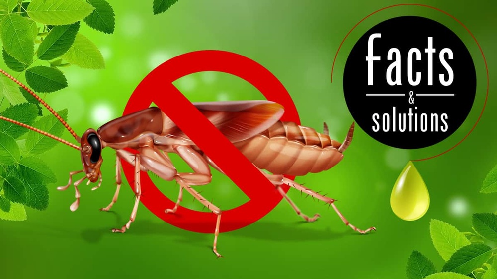 Does Peppermint Oil Keep Cockroaches Away