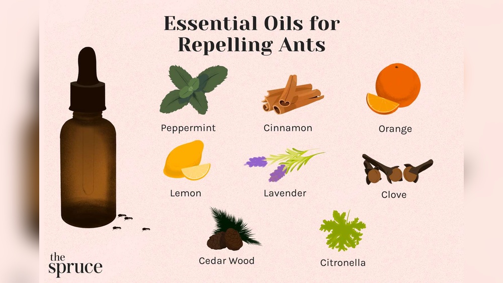 Does Peppermint Oil Repel Ants