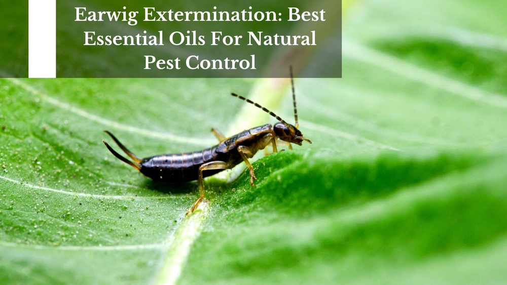 Does Peppermint Oil Repel Earwigs