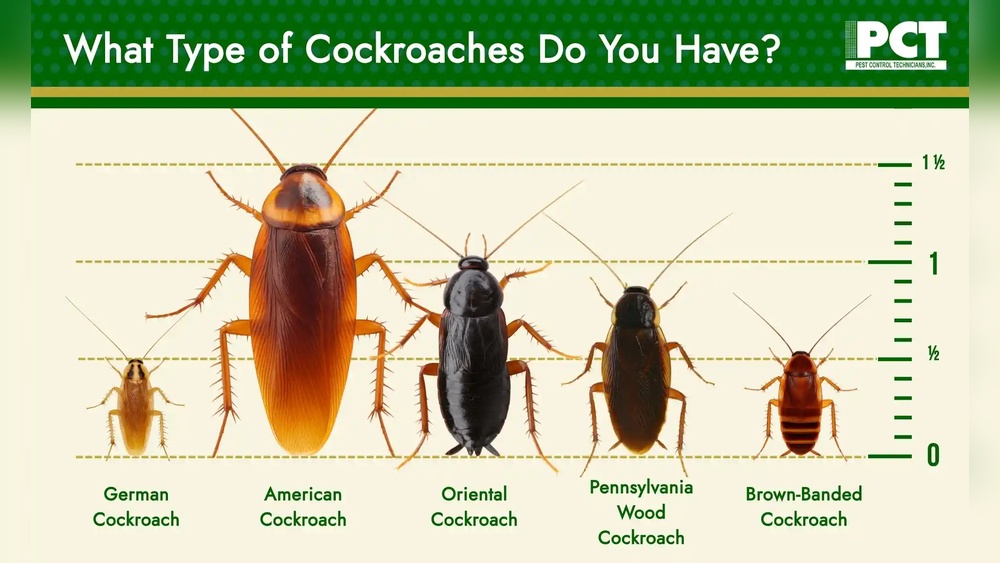 Does Rat Poison Kill Cockroaches