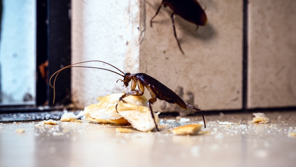 Does Rubbing Alcohol Kill Cockroaches