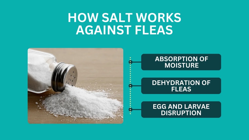 Does Salt Kill Fleas
