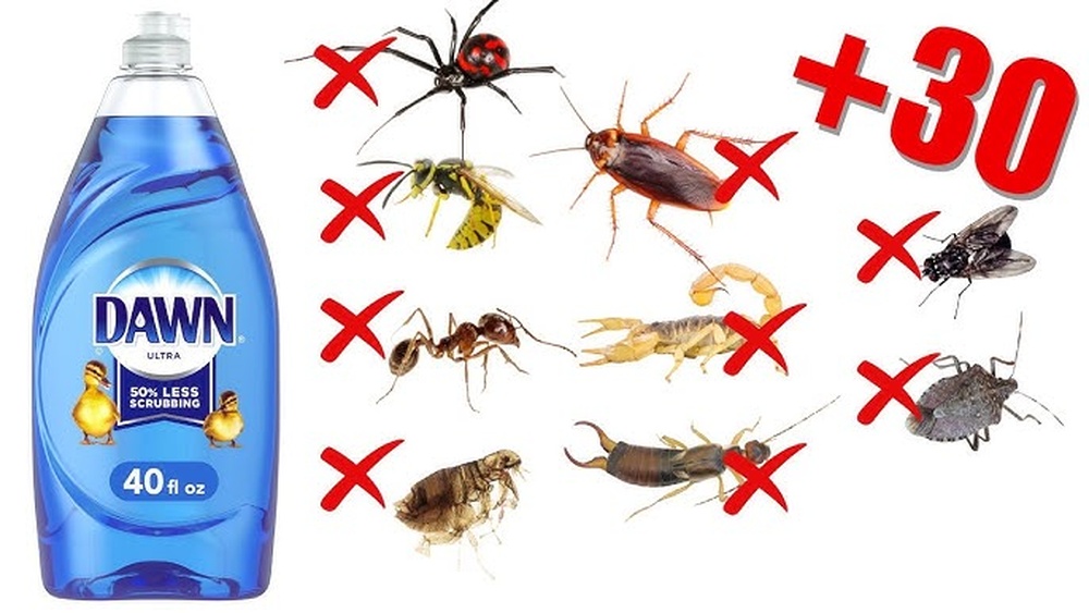 Does Soapy Water Kill Cockroaches