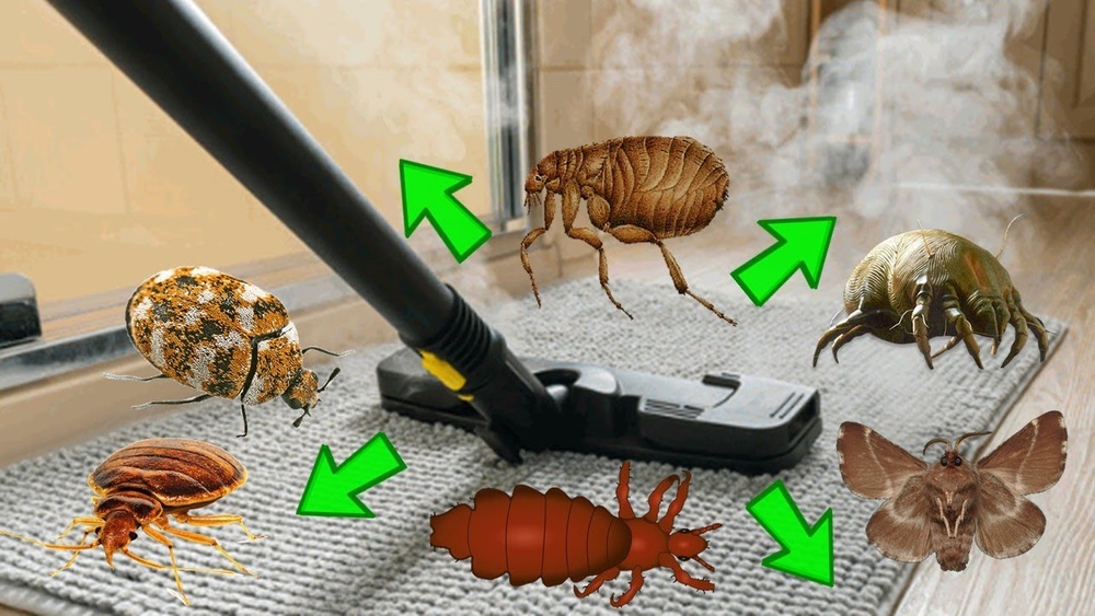 Does Steam Kill Fleas