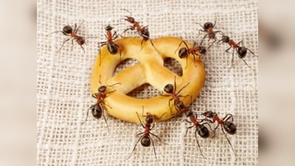 Does Table Salt Kill Ants