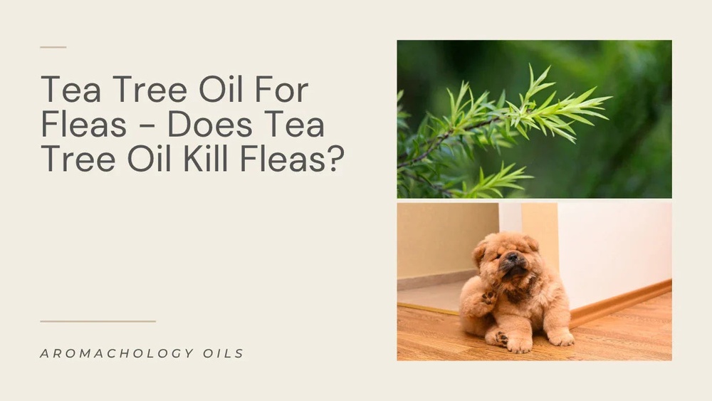 Does Tea Tree Oil Kill Fleas