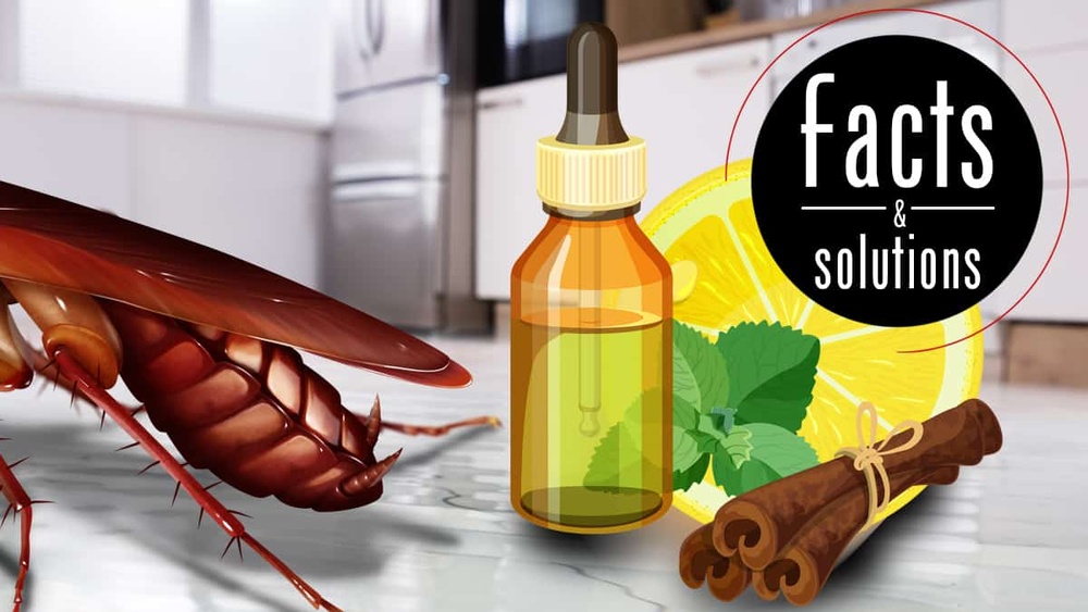 Does Tea Tree Oil Repel Cockroaches