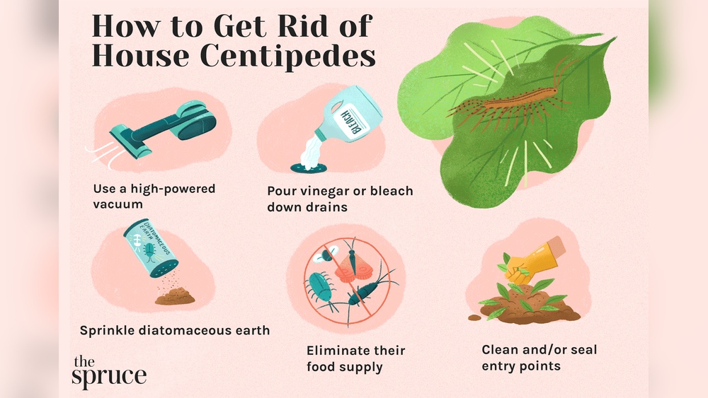 Does Vinegar Kill Centipedes
