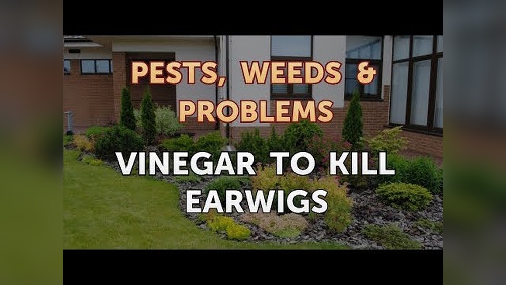 Does Vinegar Kill Earwigs