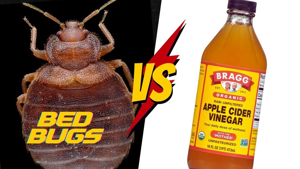 Does Vinegar Kills Bed Bugs