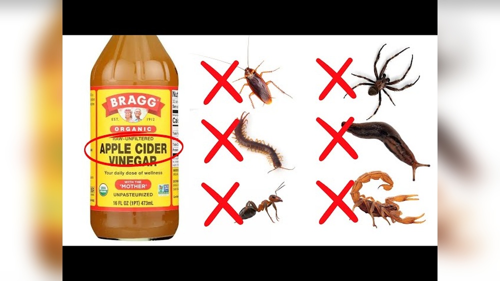Does Vinegar Repel Cockroaches