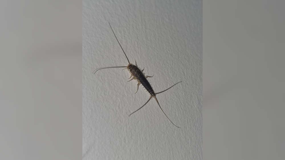 How Big are Silverfish