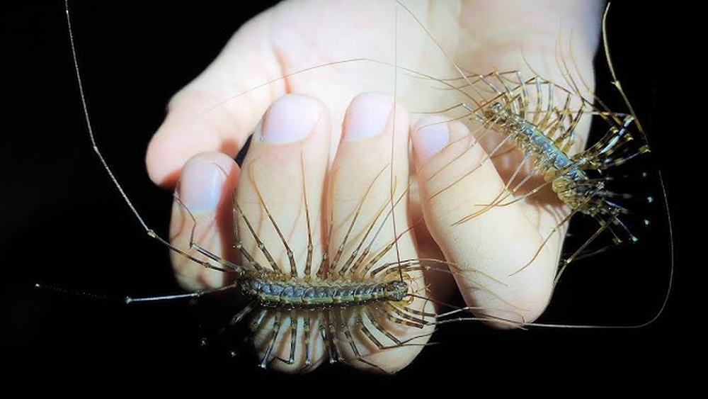 How Big Can a House Centipede Get