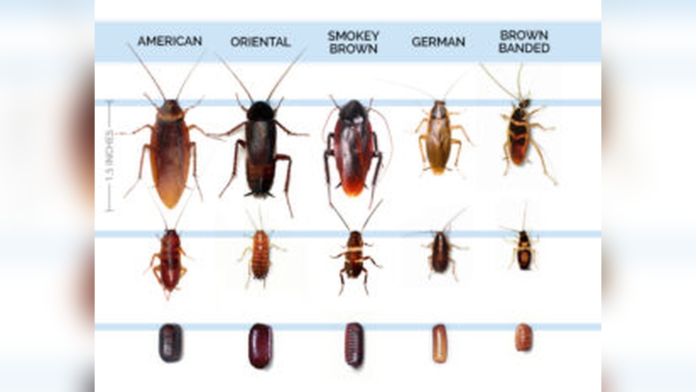 How Big is a Cockroach
