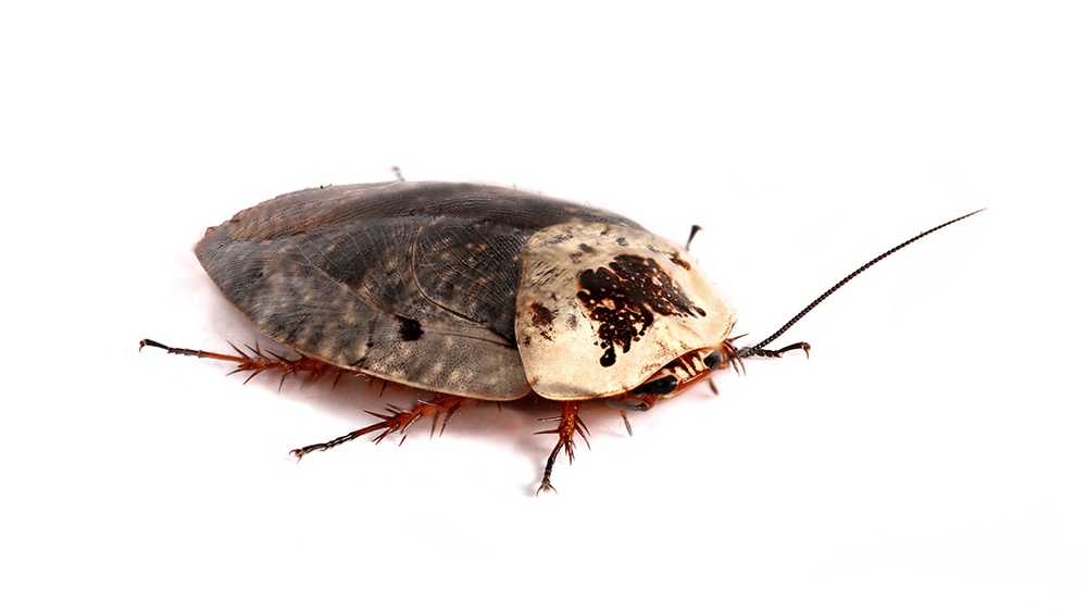 How Big were Cockroaches in Prehistoric Times