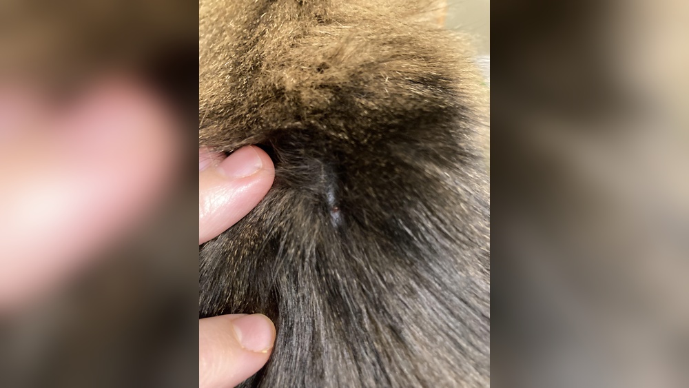 How Did My Indoor Cat Get Fleas