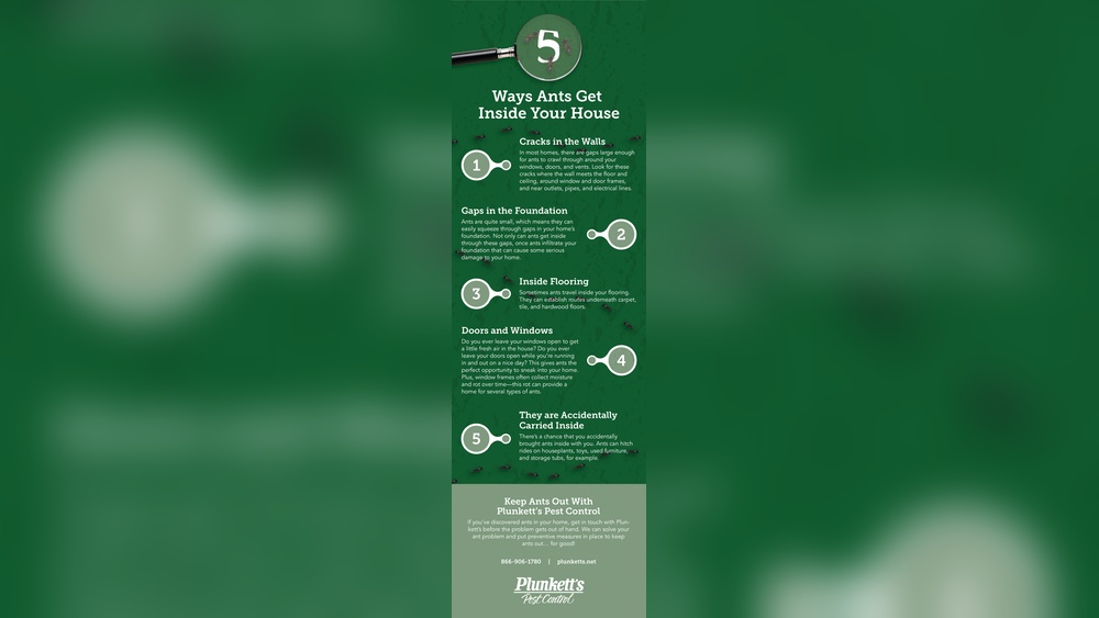 How Do Ants Get in Your House