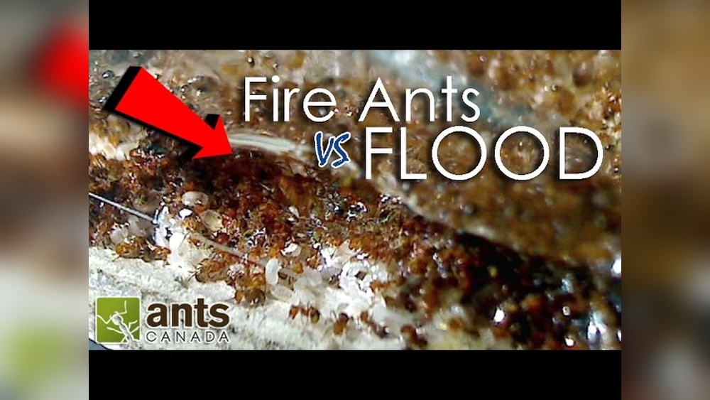 How Do Ants Survive Rain