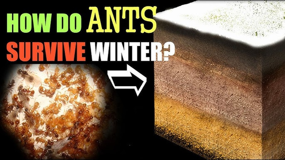 How Do Ants Survive the Winter
