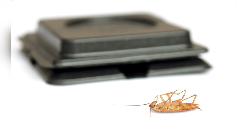 How Do Cockroach Traps Work