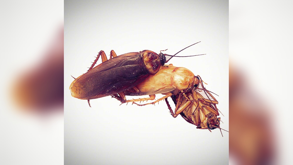 How Do Cockroaches Breed