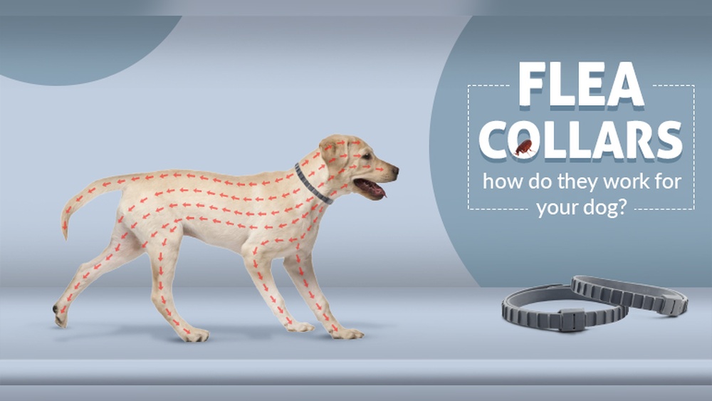 How Do Flea Collars Work