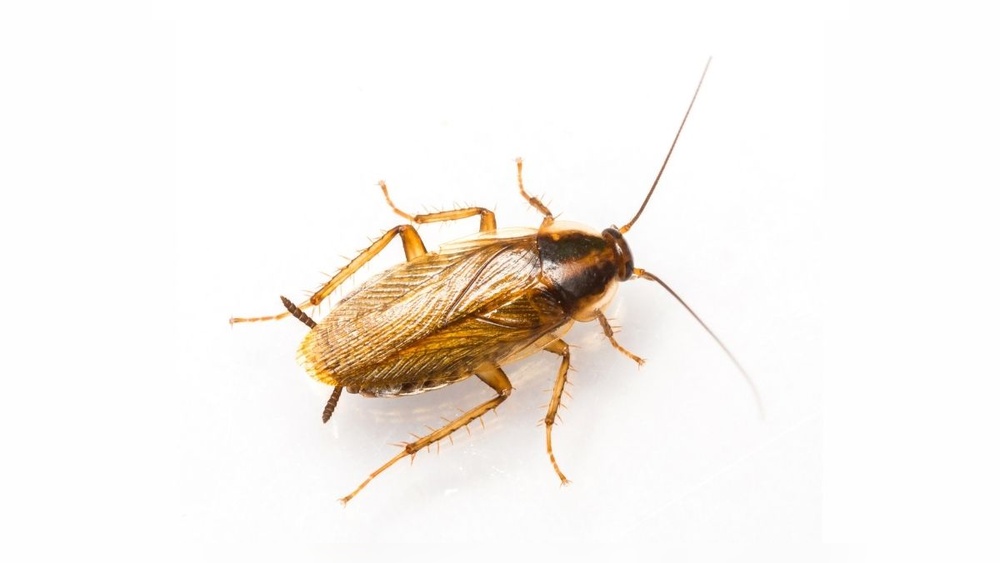How Do German Cockroaches Get in Your House
