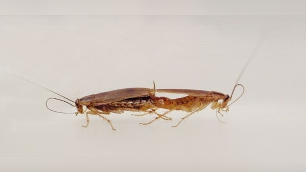 How Do German Cockroaches Reproduce