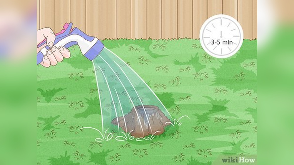 How Do I Kill an Ant Pile