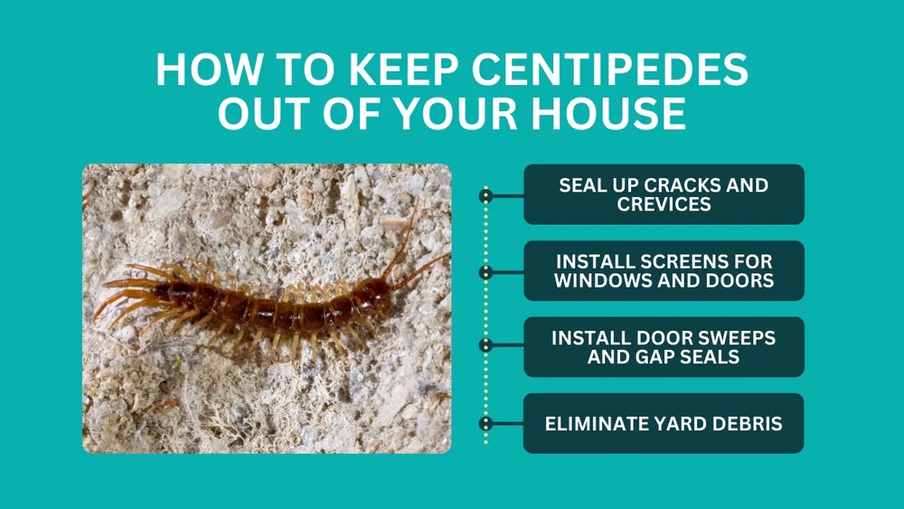 How Do You Get Rid of Centipedes Naturally