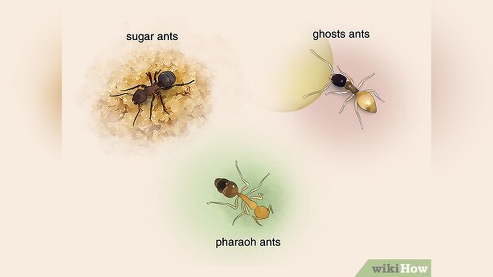 How Do You Get Rid of Small Ants