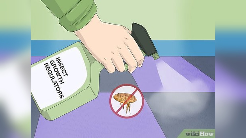 How Do You Kill Flea Eggs