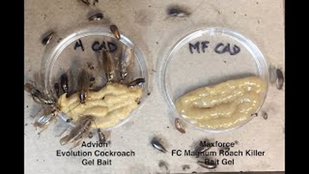 How Does Advion Cockroach Gel Work