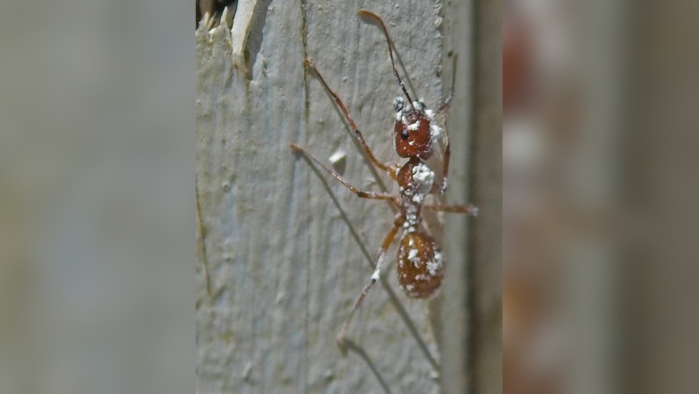 How Does Diatomaceous Earth Kill Ants