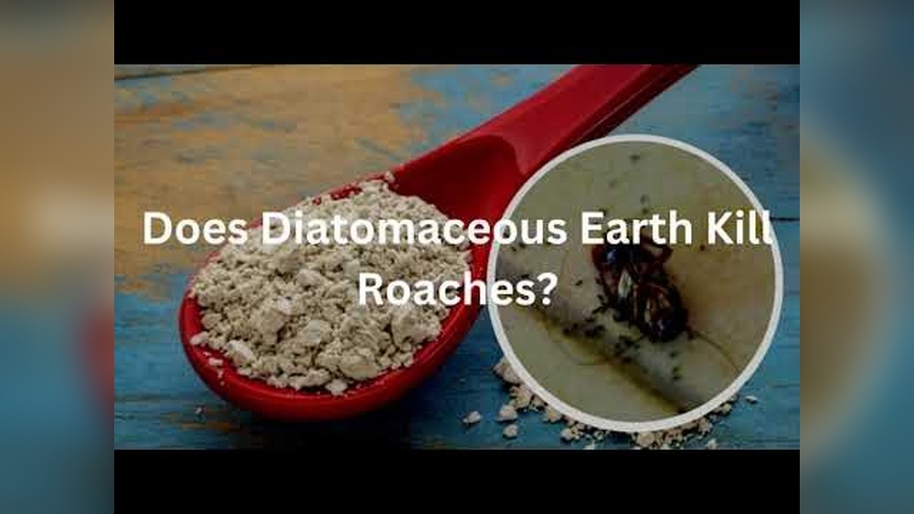 How Does Diatomaceous Earth Kill Cockroaches