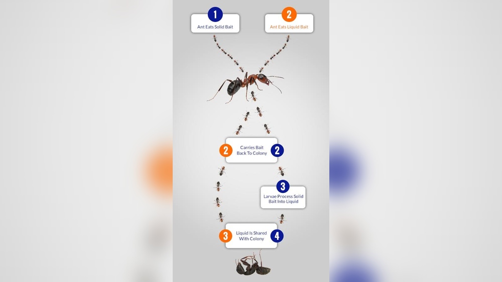 How Does Terro Ant Bait Work