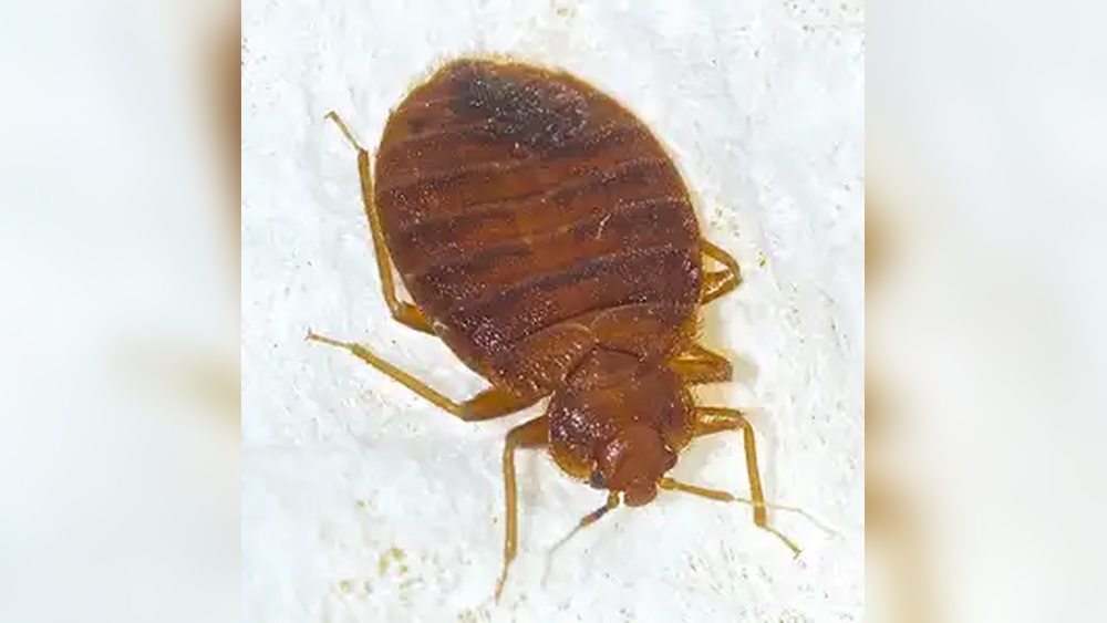 How Far Will Bed Bugs Travel