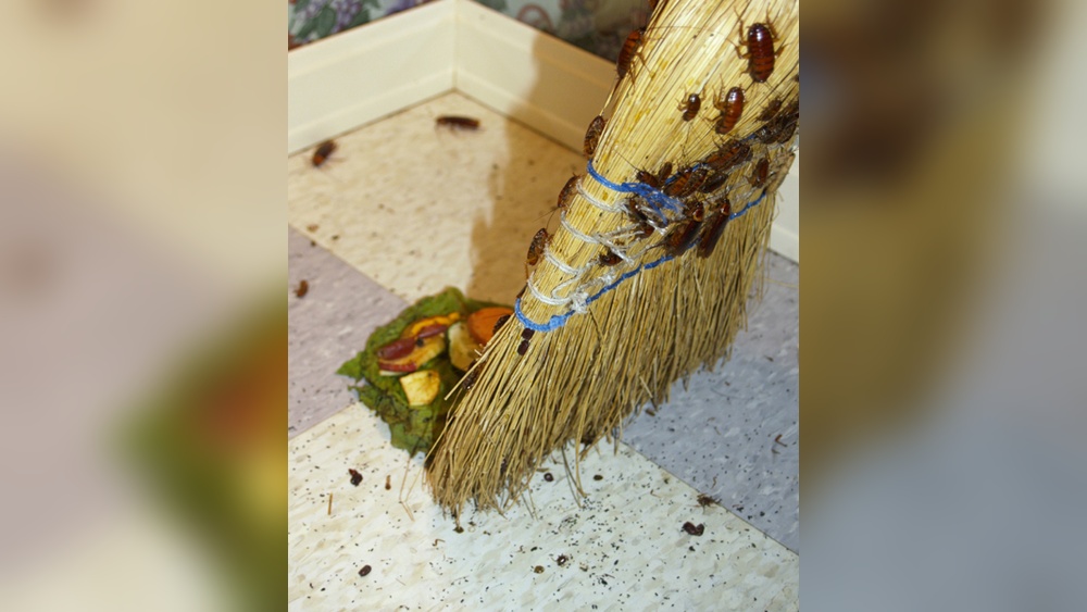 How Fast Can Cockroaches Run