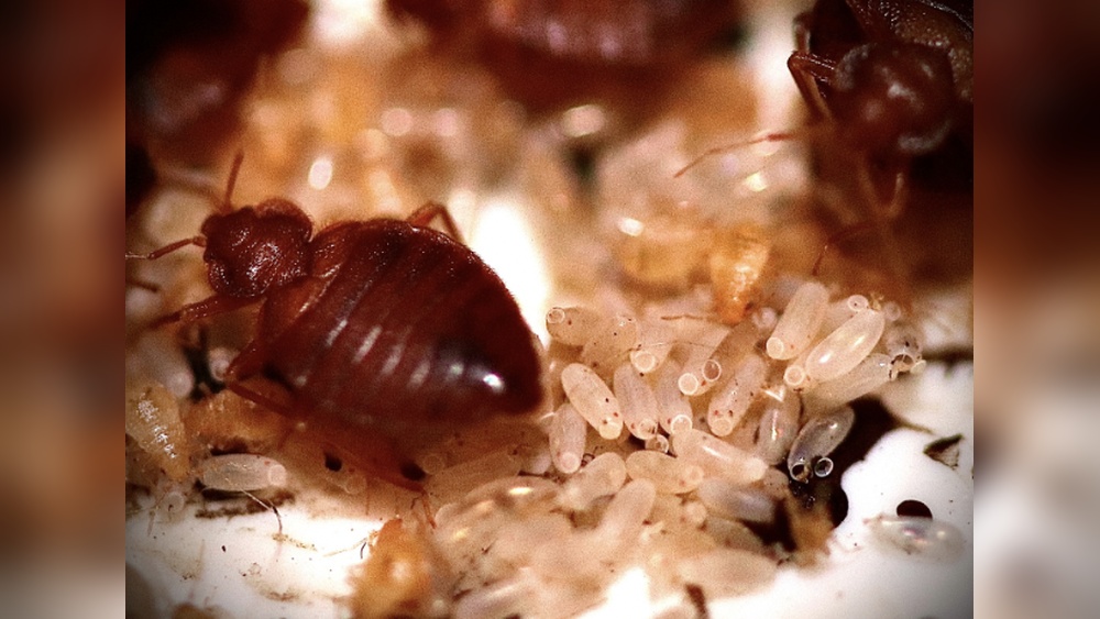 How Fast Do Bed Bugs Multiply