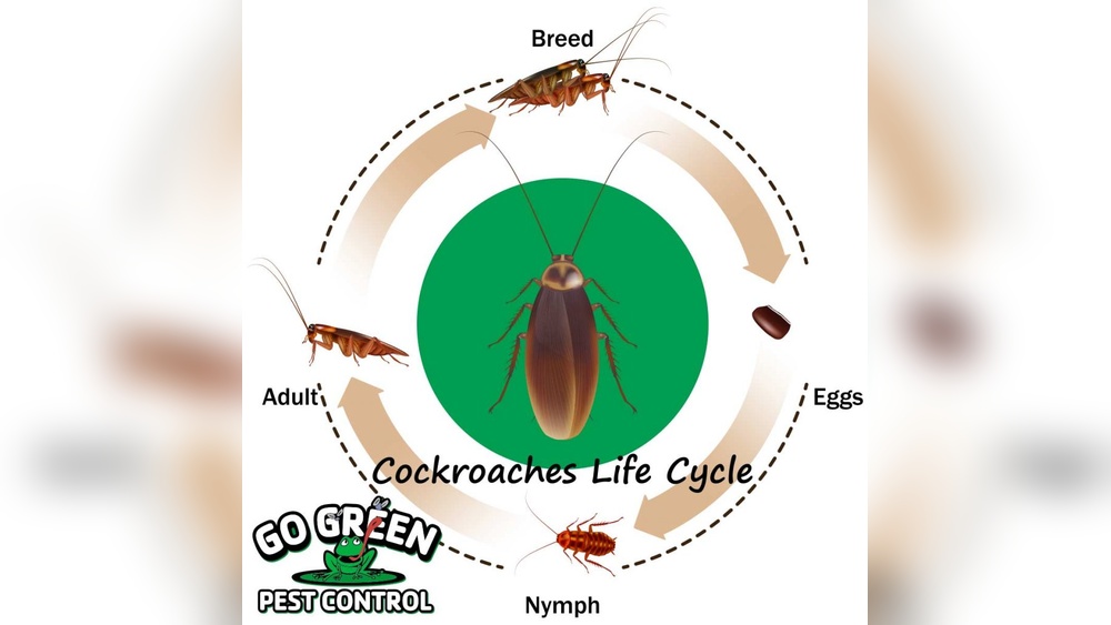 How Fast Do German Cockroaches Reproduce