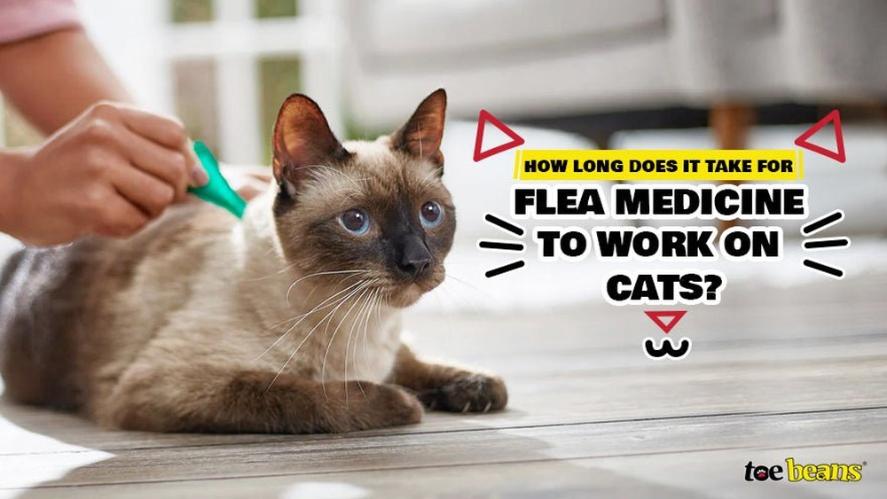 How Fast Does Flea Medicine Work