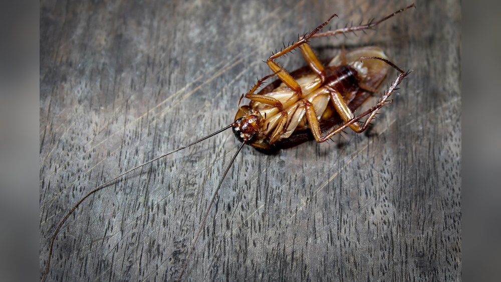 How Long Can a Centipede Live Without Food