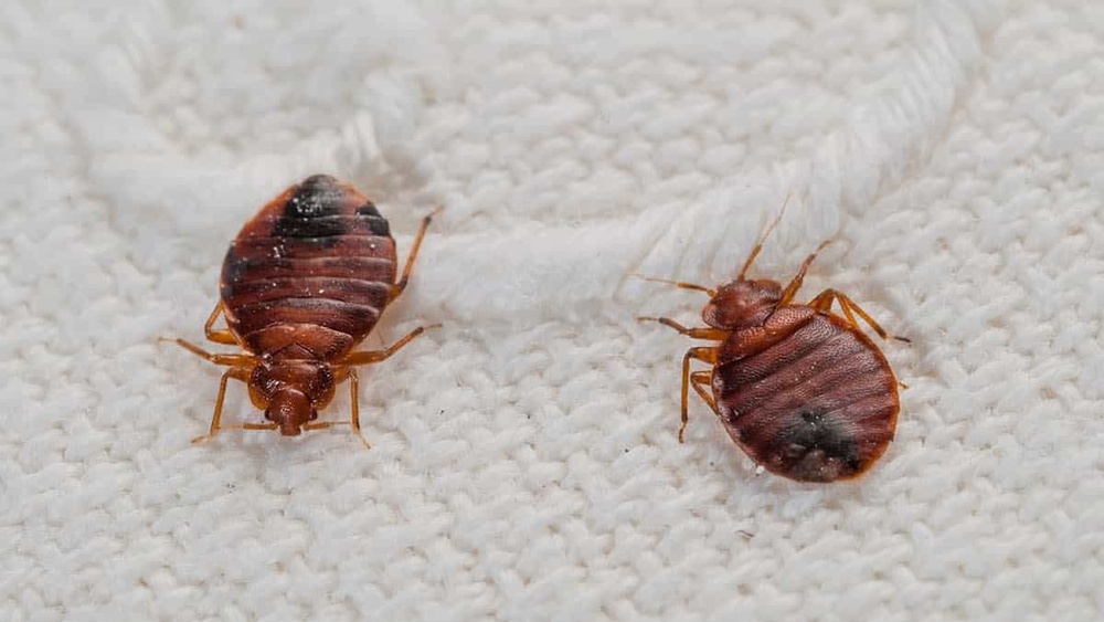 How Long Can Bed Bugs Live in Luggage