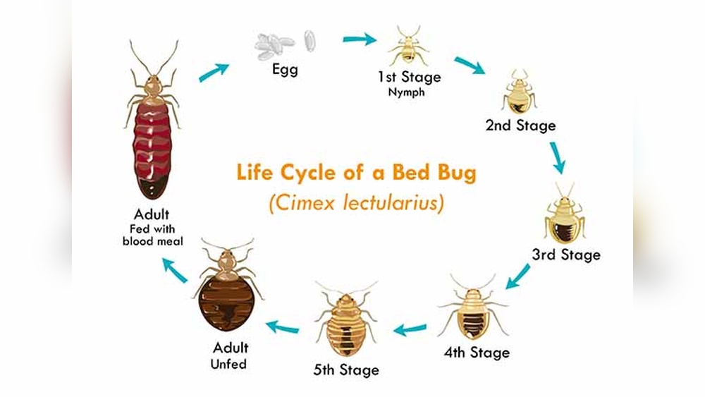 How Long Can Bed Bugs Live Without Feeding