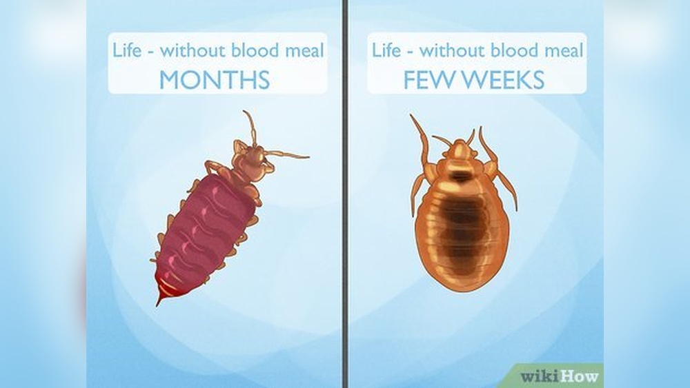 How Long Can Bed Bugs Survive Without a Host