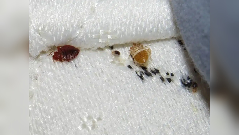 How Long Can Bed Bugs Travel on Clothes You'Re Wearing
