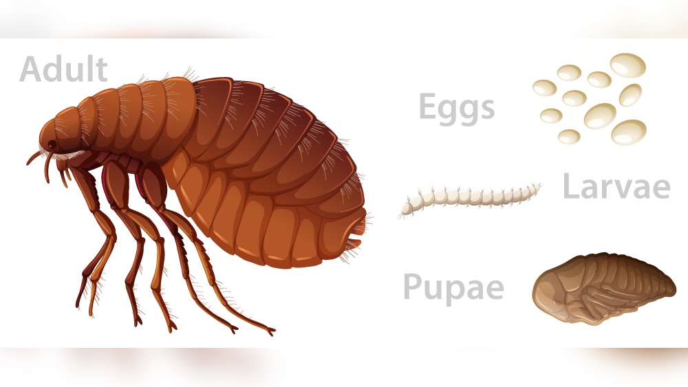 How Long Can Fleas Live on a Human
