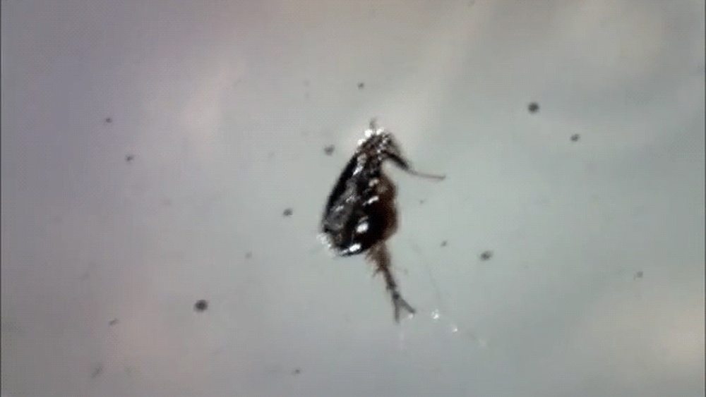How Long Can Fleas Live Underwater