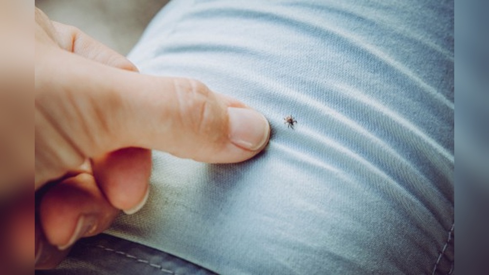 How Long Do Bed Bugs Live on Clothes